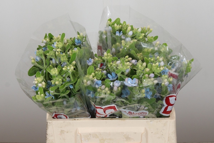 Oxypetalum Tweedia Blue