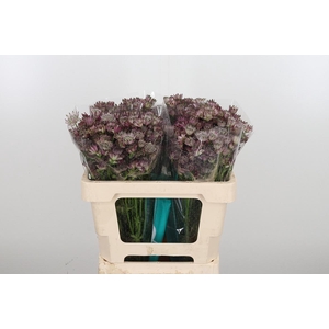 Astrantia Star Of Africa