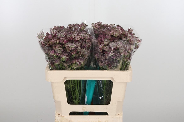 <h4>Astrantia Star Of Africa</h4>