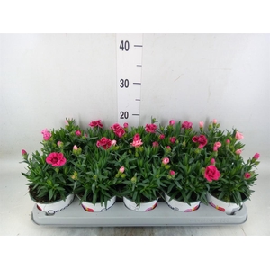 Dianthus  'Oscar'   ...mix