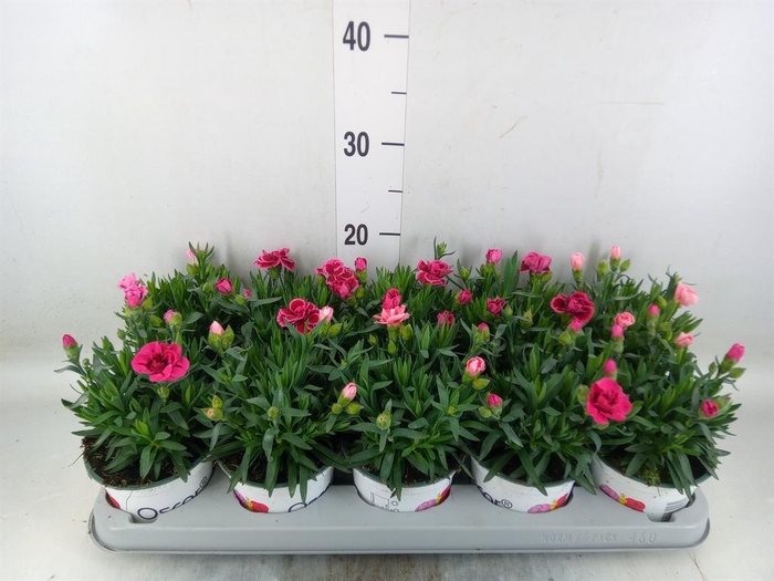 <h4>Dianthus 'Oscar' ...mix</h4>