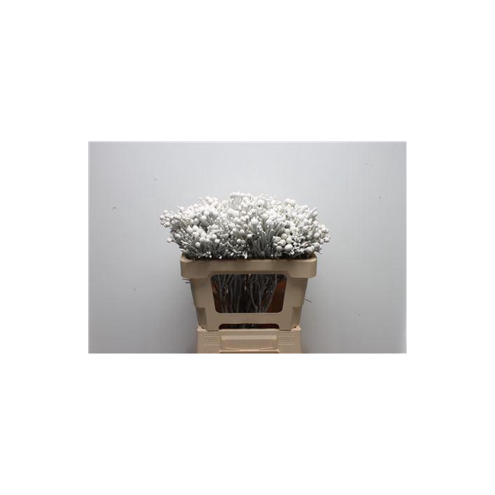 <h4>Kaaps Brunia Silver Wit</h4>