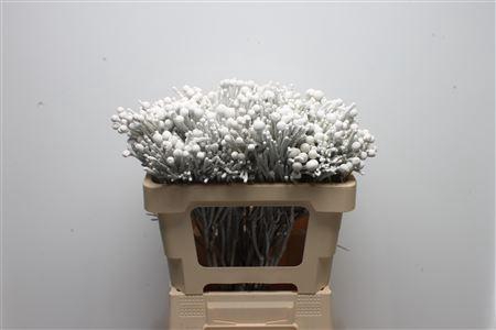 Kaaps Brunia Silver Wit