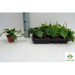 Philodendron Scandens 8,5Ø 15cm