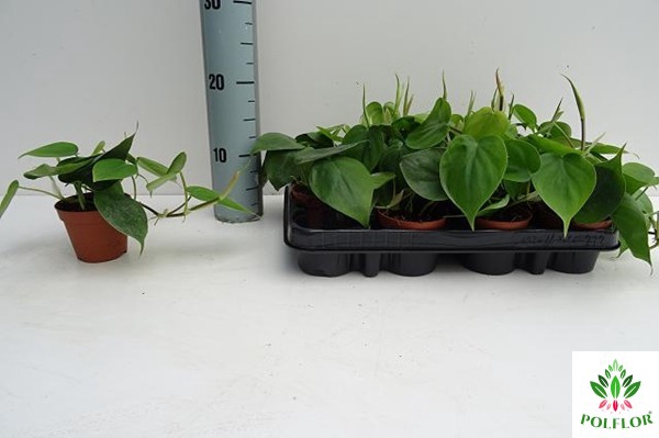 Philodendron Scandens 8,5Ø 15cm