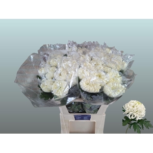 CHR G VIENNA WHITE