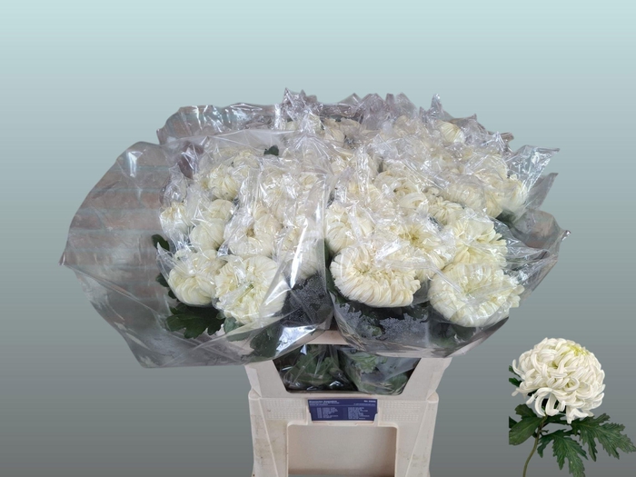 <h4>CHR G VIENNA WHITE</h4>