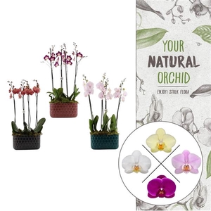 Honingraat BHome mix 2 | 2 plants in 1 pot | Phalaenopsis