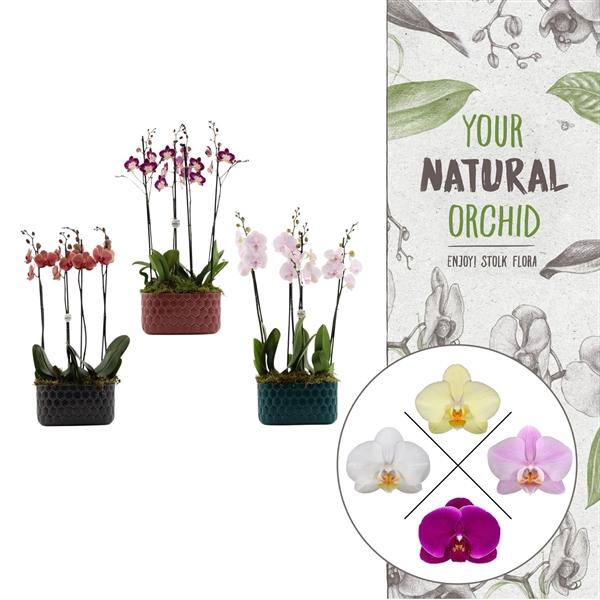 <h4>Honingraat BHome mix 2 | 2 plants in 1 pot | Phalaenopsis</h4>