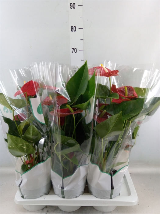 <h4>Anthurium andr. 'Madural'</h4>