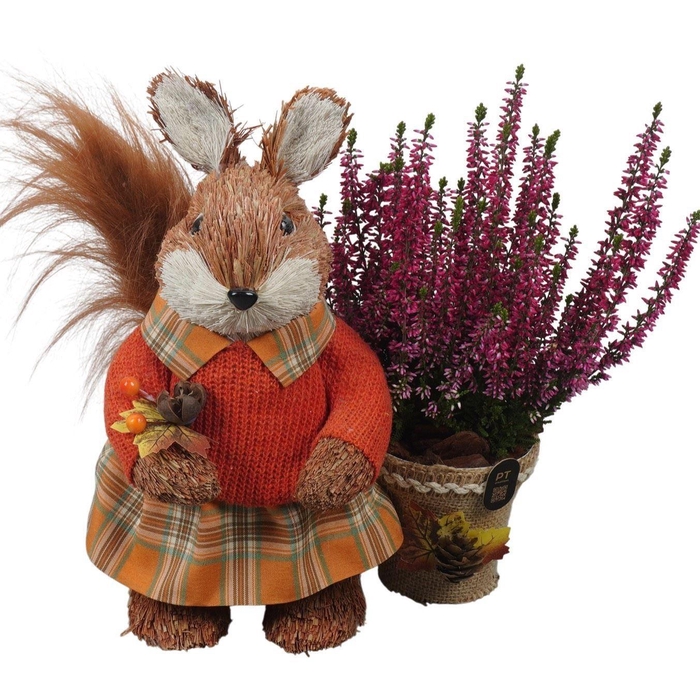 <h4>Arr.   Tuinplanten L%</h4>