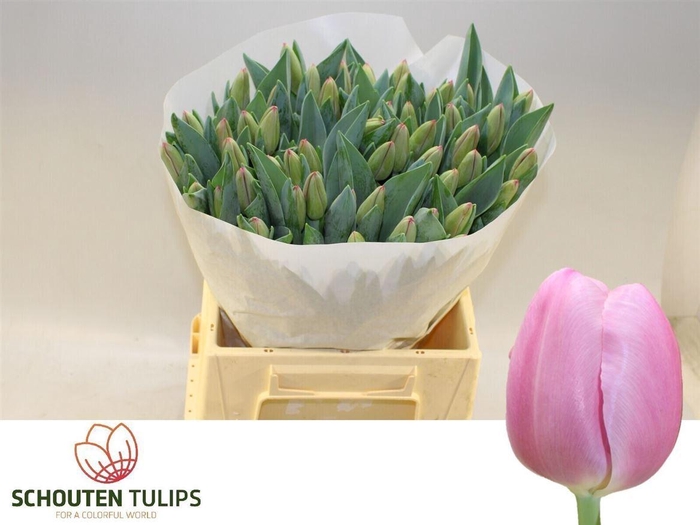 <h4>Tu En Lydia</h4>