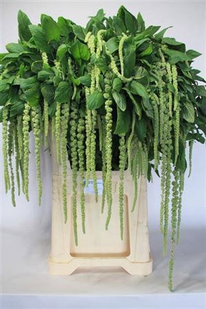 <h4>Amar Ca Green Cord</h4>