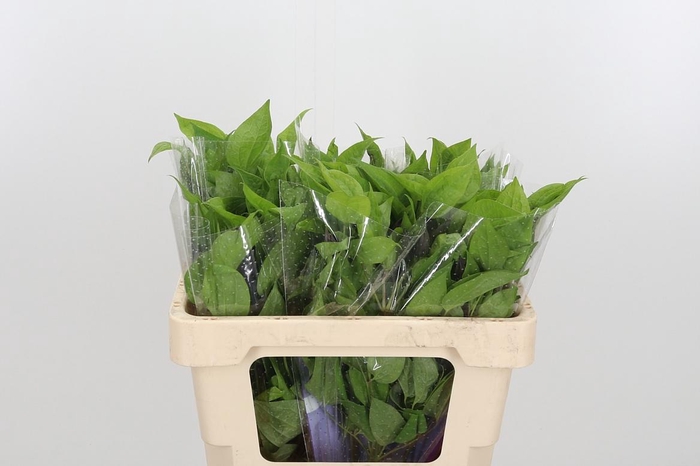 <h4>Clem Amazing Havana</h4>