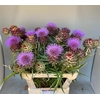 Cynara Sc Opal