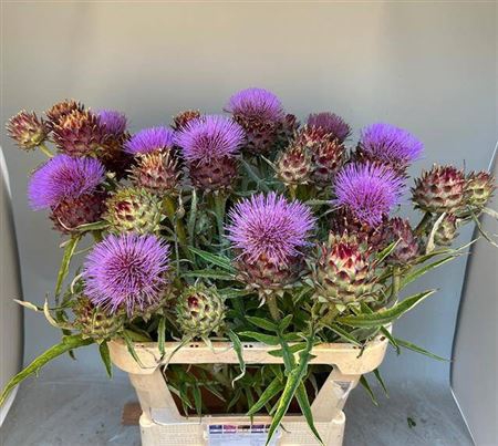 Cynara Sc Opal