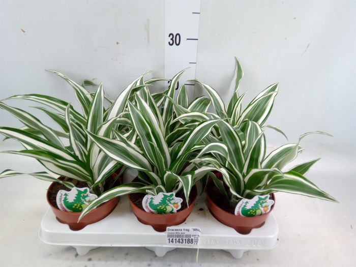 <h4>Dracaena frag. 'White Jewel'</h4>