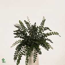 Pellaea Rotundifolia (Dubbeltjesvaren)