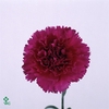 ARR TUINPLANTEN