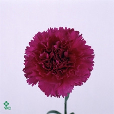 ARR TUINPLANTEN