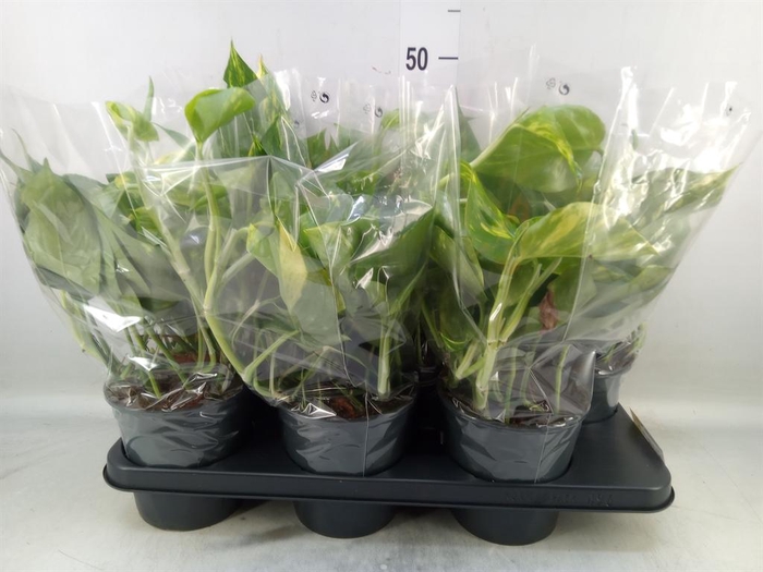 <h4>Epipremnum pinn. 'Aureum'</h4>