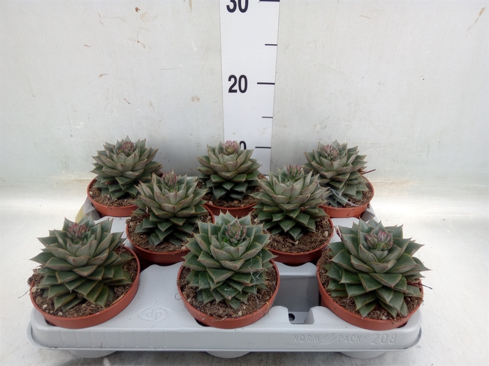 <h4>Echeveria   ...not flowering</h4>