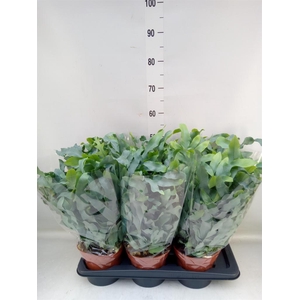 Phlebodium aureum 'Blue Star'