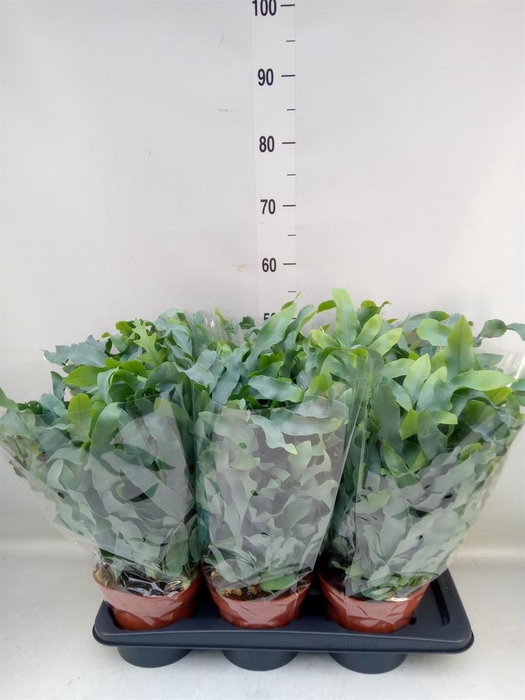 <h4>Phlebodium aureum 'Blue Star'</h4>