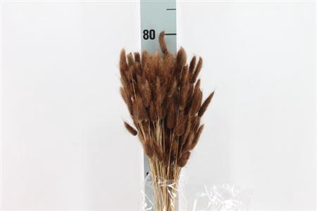 <h4>Dried Lagurus Bleached Marrone Bs</h4>