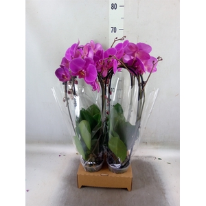 Phalaenopsis  'Elegant Cascade'
