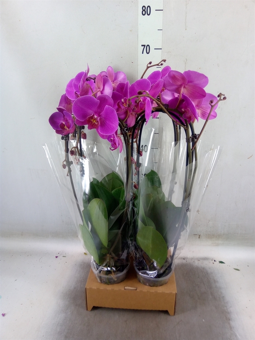 <h4>Phalaenopsis  'Elegant Cascade'</h4>