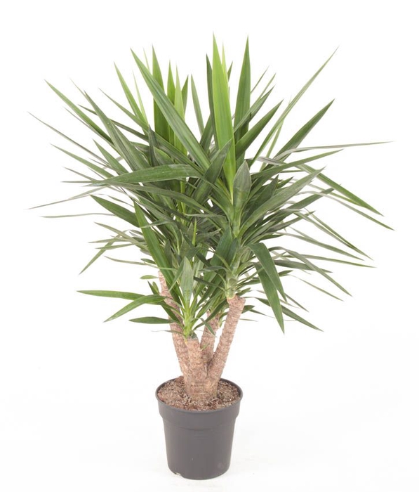 <h4>Yucca Vertakt</h4>