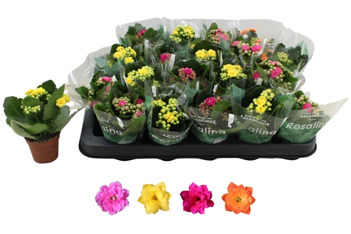 <h4>KAL GE RO GEM 4 KL</h4>