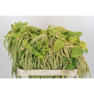 Amaranthus caudatus 'Viridis'