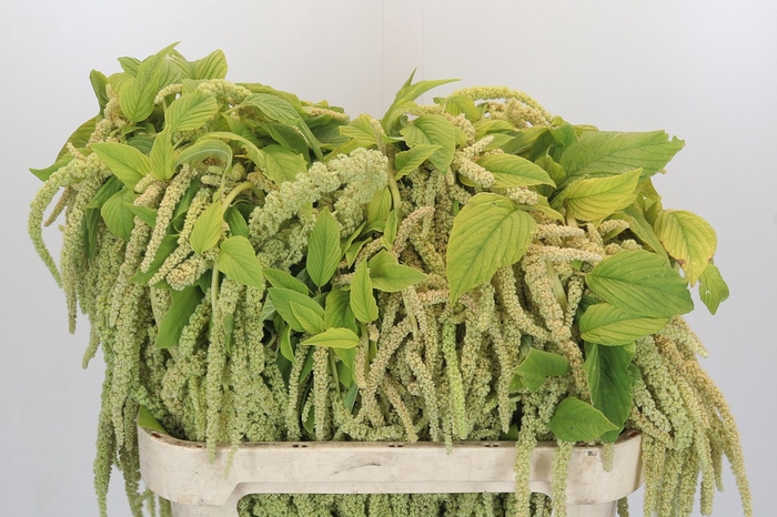 <h4>Amaranthus caudatus 'Viridis'</h4>