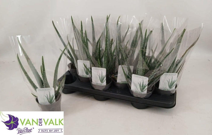 <h4>ALOE VERA</h4>