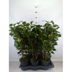 Camellia japonica 'Dr King'