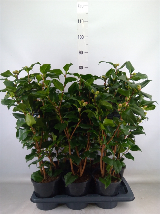 <h4>Camellia japonica 'Dr King'</h4>