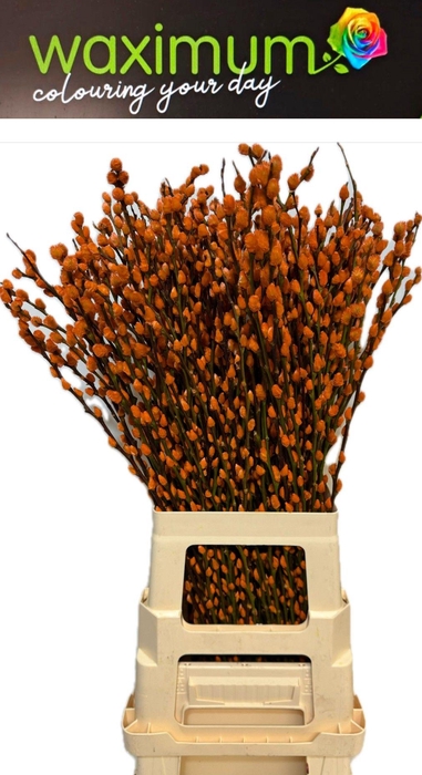 <h4>Salix wilgenkatjes Oranje</h4>