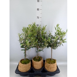 Arr.   Tuinplanten H%