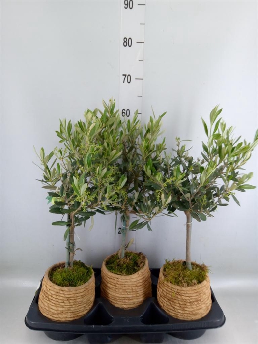 <h4>Arr.   Tuinplanten H%</h4>