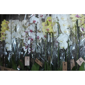 PHALAENOPSIS P12 3 HT