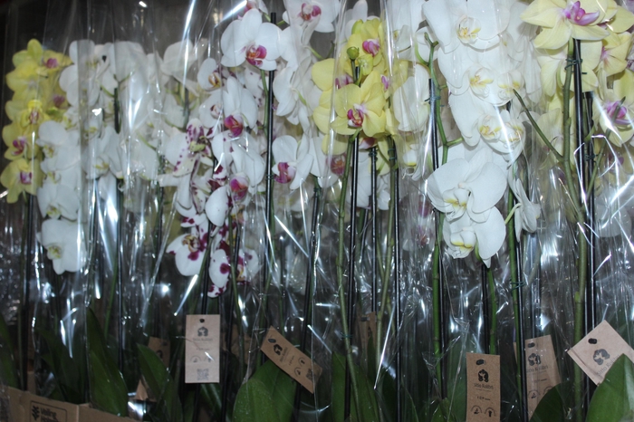 <h4>PHALAENOPSIS P12 3 HT</h4>