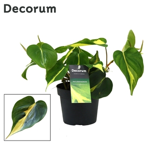 Philondendron Brasil Scandens DECORUM