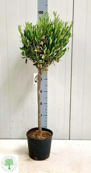 <h4>OLEA EUROPAEA</h4>