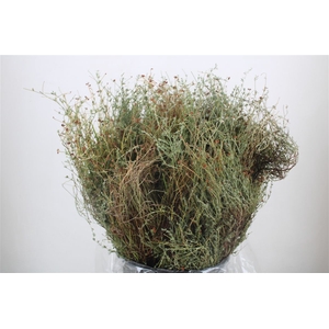 Thym Falso 400gr P Bunch