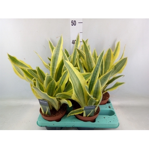 Sansevieria trifa.   ...