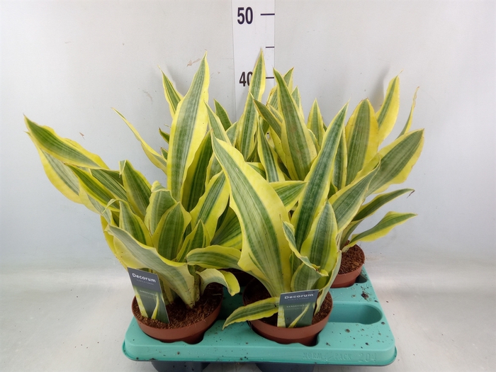 <h4>Sansevieria trifa.   ...</h4>