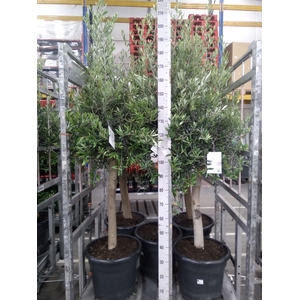 Olea europaea