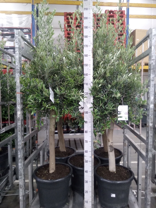 <h4>Olea europaea</h4>